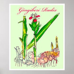 Poster Aquarelle de la racine du gingembre