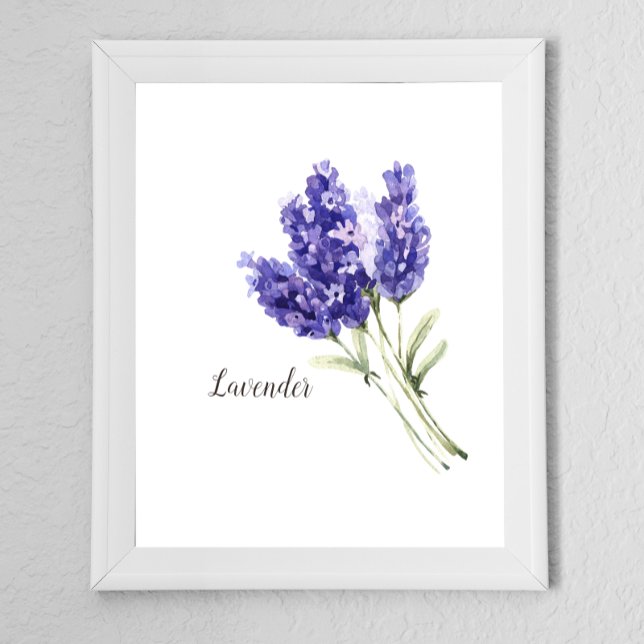 Poster Aquarelle des fleurs de lavande (Créateur téléchargé)