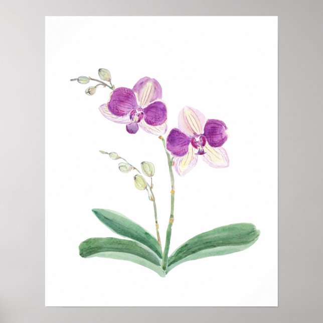 Poster aquarelle d'orchidée violette (Devant)