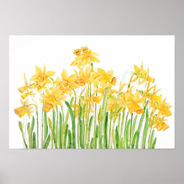 Poster aquarelle jaune champ jonquilles (Devant)