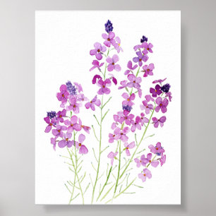 Poster aquarelle magenta wallflowers