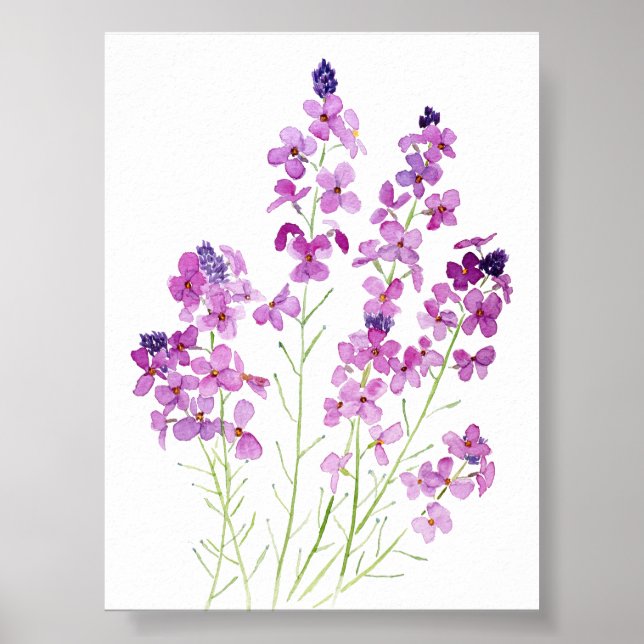 Poster aquarelle magenta wallflowers (Devant)