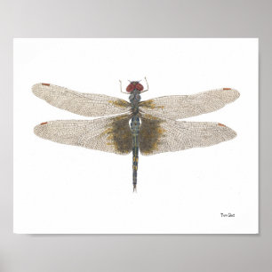 Poster Aquarelle noire masculine de libellule de sacoches