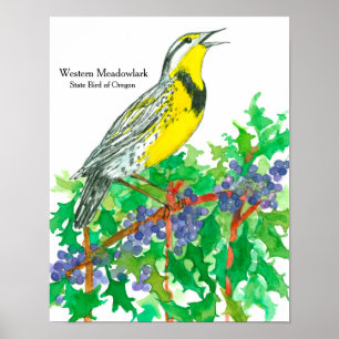 Poster Aquarelle Oiseau de l'Ouest Meadowlark