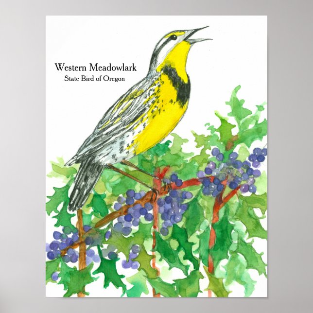 Poster Aquarelle Oiseau de l'Ouest Meadowlark (Devant)