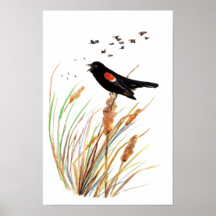 Poster Aquarelle Oiseau-noir à ailes rouges - Collection