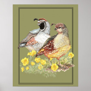 Poster Aquarelle originale Californie Quail Homme & Femme