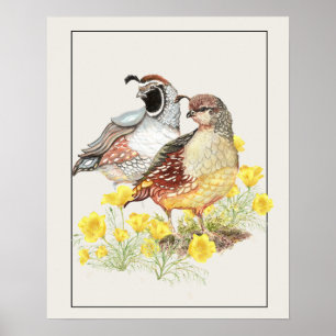 Poster Aquarelle originale Californie Quail Homme & Femme