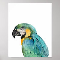 Aquarelle Parrot Oiseau Bleu Or Macaw