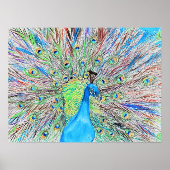 Poster Aquarelle Peacock peinture (Devant)