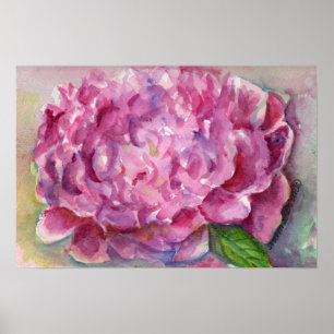 Poster Aquarelle Peony