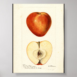 Poster Aquarelle Pomologique Rouge