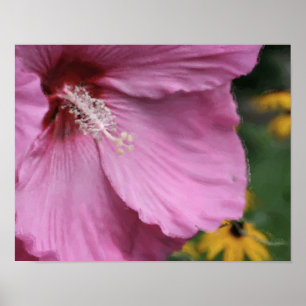 Poster Aquarelle rose Hibiscus