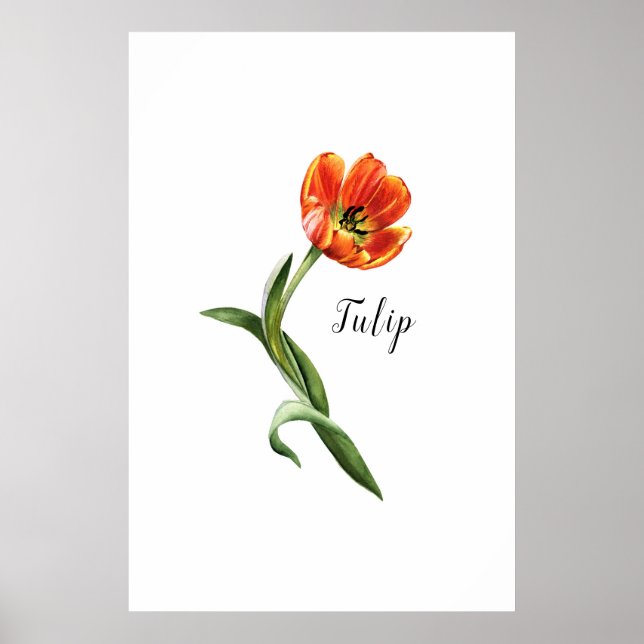 Poster Aquarelle Tulip Floral (Devant)