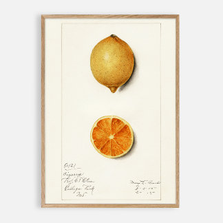 Poster Aquarelle vintage Citrus