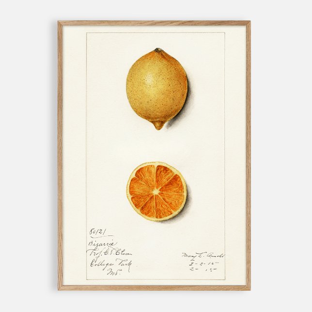 Poster Aquarelle vintage Citrus (Créateur téléchargé)