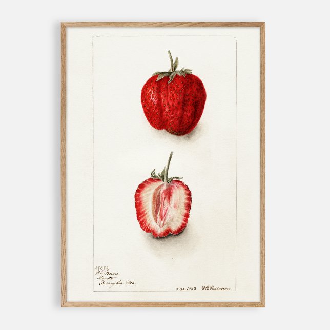 Poster Aquarelle vintage fraise (Créateur téléchargé)