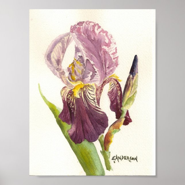 Poster Aquarelle violette Iris (Devant)