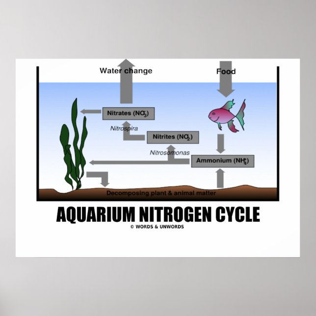 Poster Aquarium Nitrogen Cycle (écologie) (Devant)