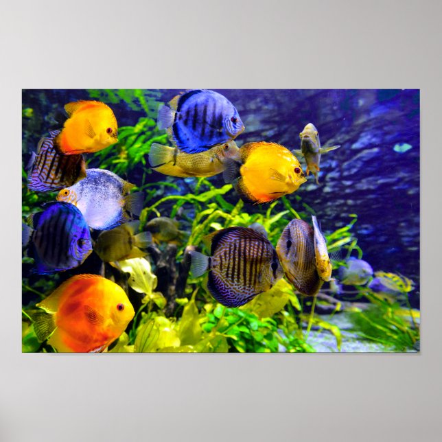 Poster Aquatic Tropical Sea Fish (Devant)