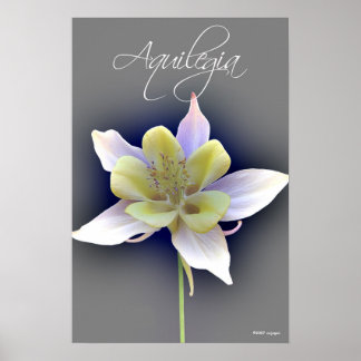 Poster Aquilegia