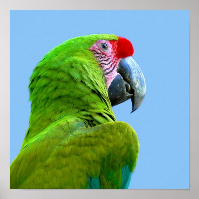 Poster Ara Militaris Green Parrot (Devant)