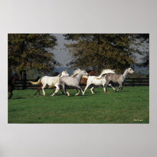 Poster Arabes courant dans le domaine