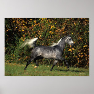 Poster Arabes en course : Automne