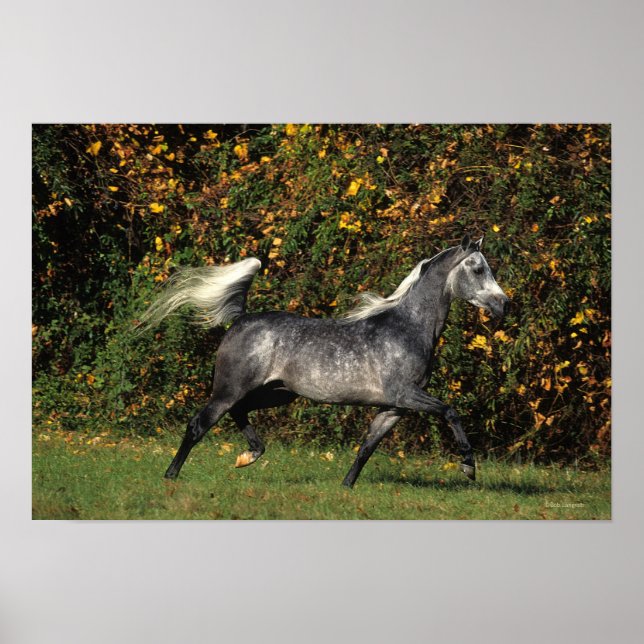 Poster Arabes en course : Automne (Devant)