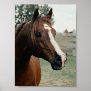 Poster Arabian au Pasture