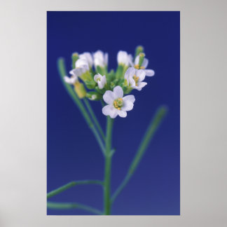 Poster Arabidopsis Fleur Thaliana