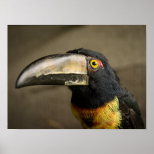 Poster Aracari