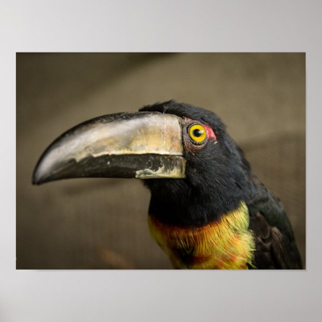 Poster Aracari (Devant)