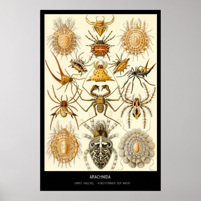 Poster Arachnida - Plaque 58 - Kunstformen der Natur (Devant)