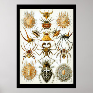 Poster Arachnides par l'affiche d'Ernest Haeckel