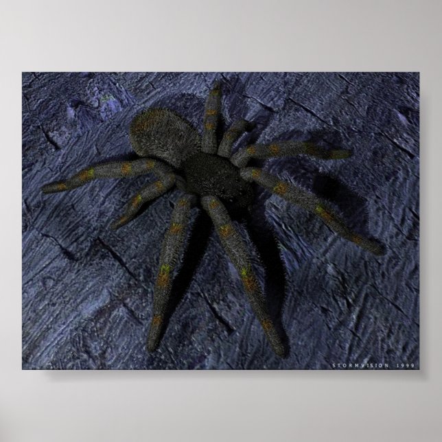 Poster Araignée (Devant)