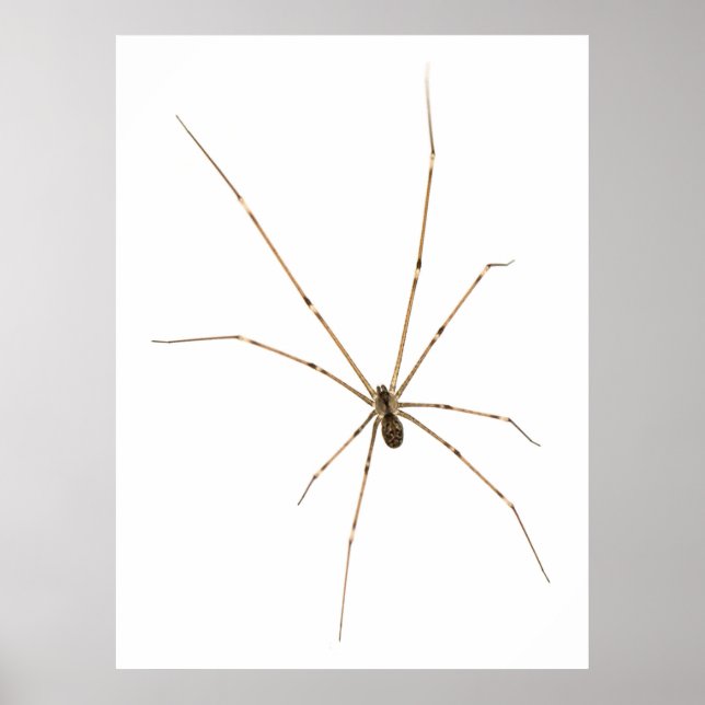 Poster Araignée (Devant)