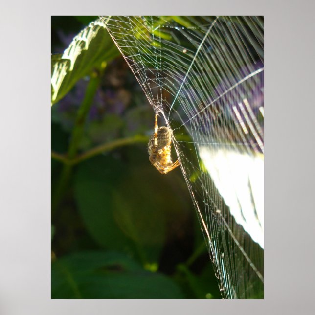 Poster Araignée dangereuse (Devant)