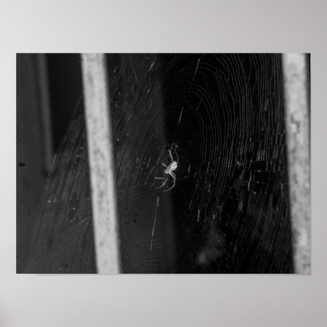 Poster Araignée de cave (Devant)