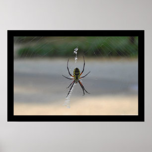 Poster Araignée d'écriture (Argiope Aurantia)