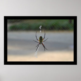 Poster Araignée d'écriture (Argiope Aurantia)