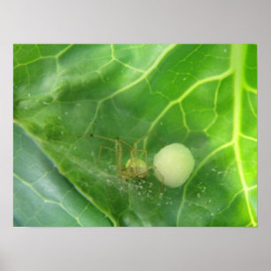 Poster Araignée gardant la prochaine génération Imprimer