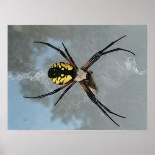 Poster Araignée, jardin commun