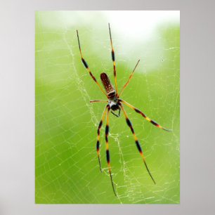 Poster Araignée jaune et noire (Arrière - plan vert)