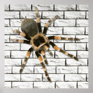 Poster araignée mygale (Brachypelma smithi). 