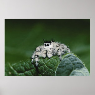 Poster Araignée sauteuse Metaphid