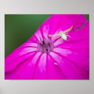 Poster Araignée sur une fleur de Campion Rose