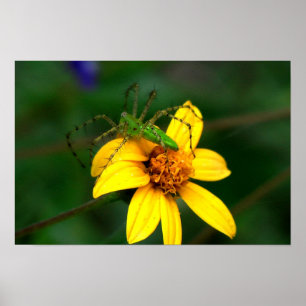 Poster Araignée verte de Lynx