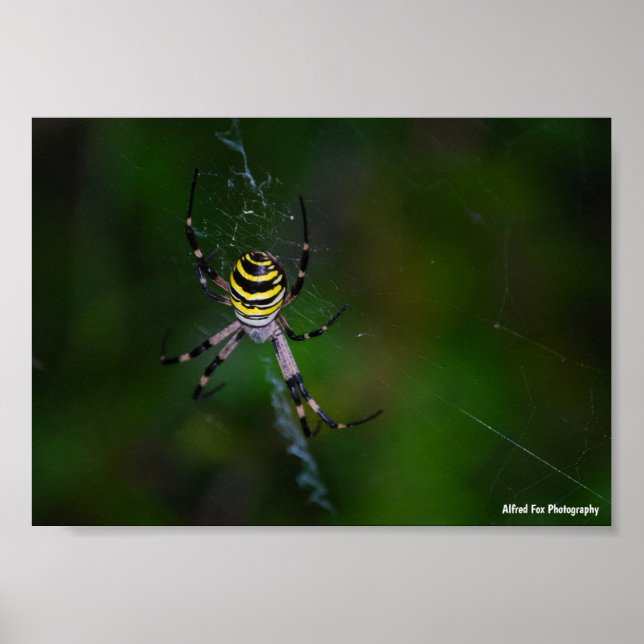 Poster Araignée waspe, Argiope (Devant)