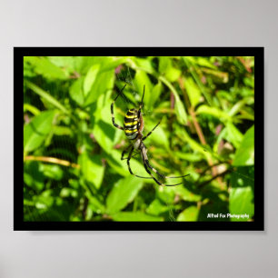 Poster Araignée waspe dans le vert